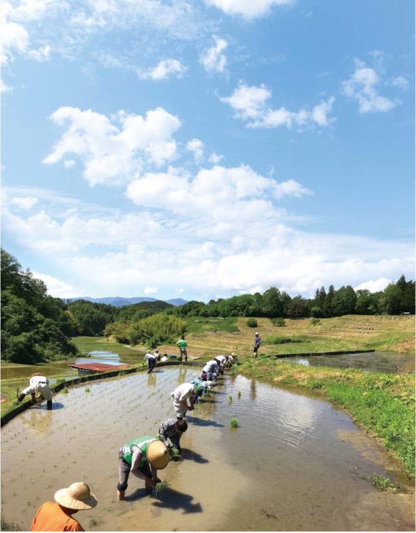 よこね田んぼ（田植え）