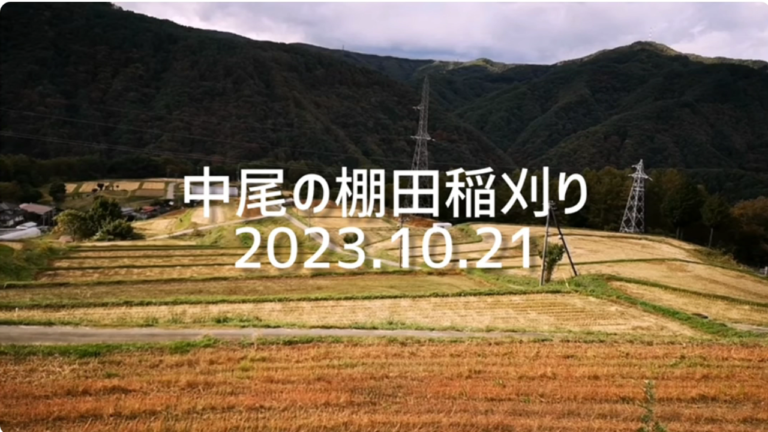 「中尾の棚田」2023年稲刈り｜信州棚田ネットワーク｜長野県