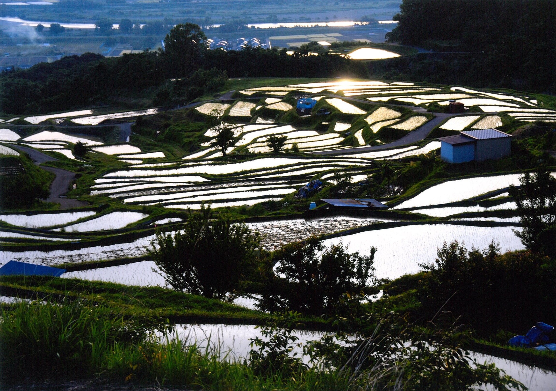 魅惑の光