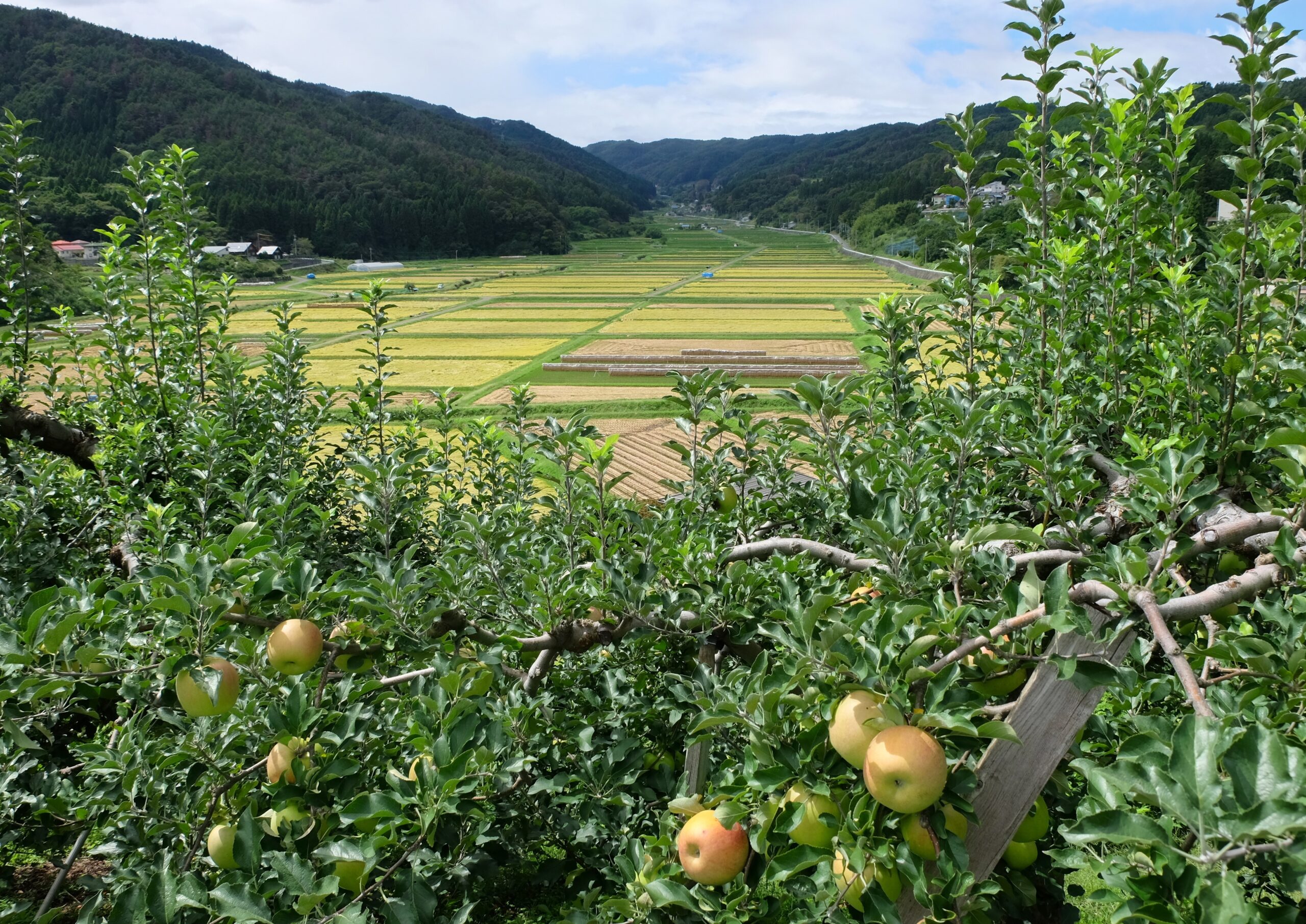 りんご畑越しの棚田